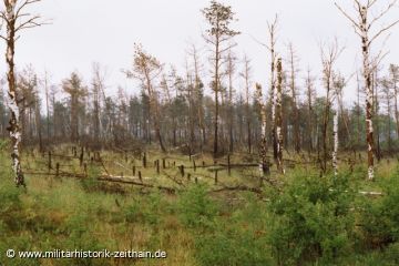 Renaturierung nach einem Waldbrand auf dem TÜP