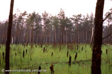 Renaturierung nach einem Waldbrand auf dem TÜP