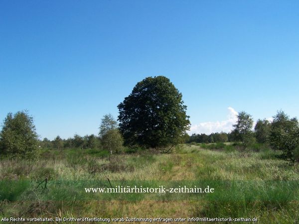 Gohrische Linde - einst Mittelpunkt des Ortes Gohrisch